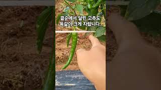 곁순에서 달린 고추도 똑같이 크게 자랍니다.