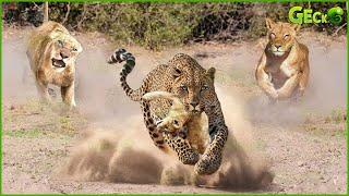 Pitiful! Leopard steals Lion Cubs And Can the Lion Family Be Reunited? | Animal Fight