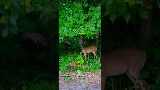 Young curious deers meet us on the walk #deer #forest #nature #animals #evening #deers