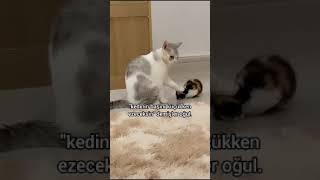 Komik Kedi videoları 