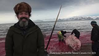 Inuit Tradition of Narwhal Hunting Witness the Harvesting and Preparation of Muktuk Traditional Food