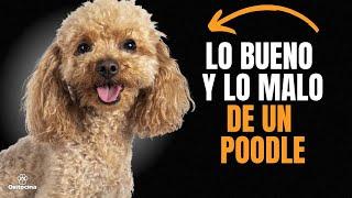 POODLE O CANICHE: VENTAJAS Y DESVENTAJAS DE TENER UNO.