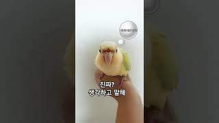 #앵무새 #앵집사 #구독좋아요 #좋아요댓글