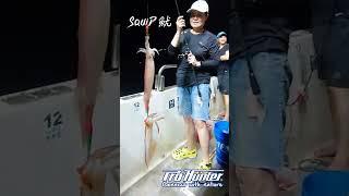 北台灣海域頭足生物風暴-Squid 魷 (透抽)