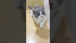 cute kitten  #9 #kitten  #pet #Cat short video #cute kitten #meme video