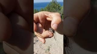 Цикада в Крыму-Lyristes plebejus.