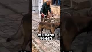 강아지는 할머니를 너무 사랑해요