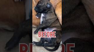 greyhound dog before 15 Days baby and after 40 Month greyhound dog  #beforeandafter  translate dog