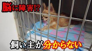 退院できるとチワワをお迎えに行ったら…予期せぬウリの状態に飼い主愕然