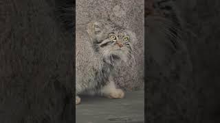 Timofey the Pallas's cat hunting