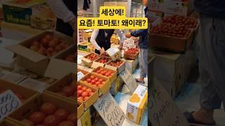 토마토 가격 완전 똥값 됐네! 왜이래? #시장 #맛집 #폭락 #먹방 #먹거리