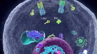 Apoptotic Pathways