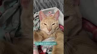 Relaxing with Simba Lavender #catloversworld #catlovers #simba #petlovers #CatLoversClub