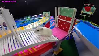  Reverse Video of MEGA HAMSTER RACE