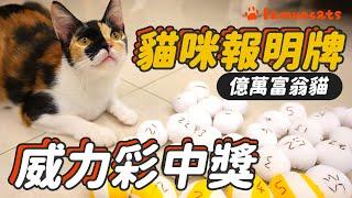 Buy lottery with cat! follow cat choose┃LAMUNCATS 