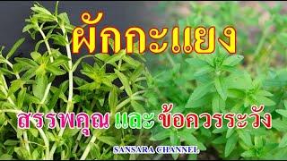 ผักกะแยง (ผักแขยง) : สรรพคุณและข้อควรระวัง