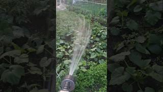 watering, how , when by Charles Dowding