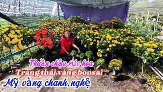 Trang Mỹ vàng chanh,nghệ,cam thái vàng bonsai phoi..07/11 0777942059.Song-Phung