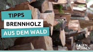 Tipps zum Brennholz aus dem Wald | BAUEN & WOHNEN