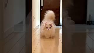 قطط كيوت / قطط كيوت صغيرة / قطط مضحكة جدا / قطط ذوات / صوت قطط  #shorts #cat