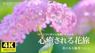 [Healing] A soothing flower trip | Enjoy the scenery with flowers VOL.3