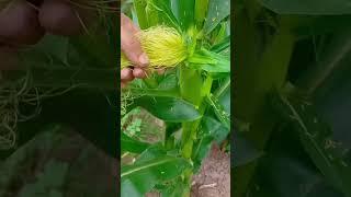 #villagelife#farming#agriculture#planting #rurallife#enjoyrurallife #enjoyrurallife#satisfying
