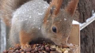 Снова белки и снегопад / More squirrels and snowfall