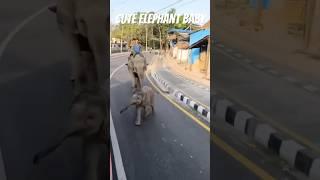 SAURAHA ,Chitwan .A glimpse of a Cute baby elephant with its mom walking down the road.candid shot..