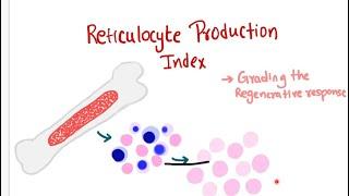 Reticulocyte production index RPI | Veterinary haematology