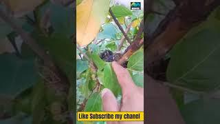 Nightingale Nest and Little Babies  #birds #viralvideo #shorts