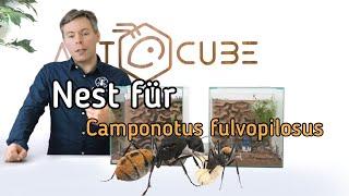 Camponotus fulvopilosus Formicarium | ANTCUBE