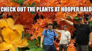 Native Flame Azaleas on the Hooper Bald - Part 1 - Azalea Adventures Episode 1