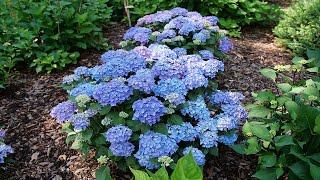 Plant Of The Day: September 16 - September 22 (35% Off)