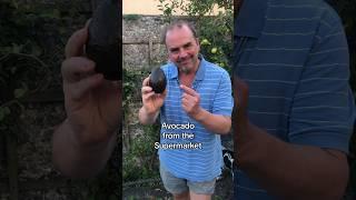 Grow an avocado from the supermarket #gardeningforbeginners