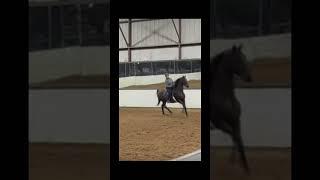 Got to do the Morgan Grand EQ medal pattern tdy!! #pattern #saddle #saddleseat #equation