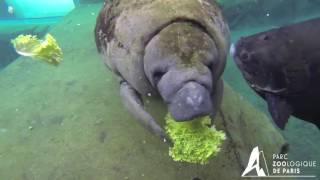 Nourrissage de Tinus, lamantin du Parc zoologique de Paris