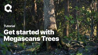 Get started with Megascans Trees