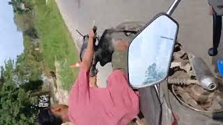 becak kelapa yang penomenl pengemudi barbar@Pegupasbatokkelapatua