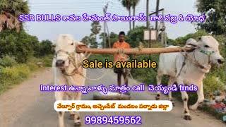 SSR BULLS వజ్ర & యోధ & డేగా milk teeth bulls అమ్మకానికి  ఉన్నాయ్  Frnds..