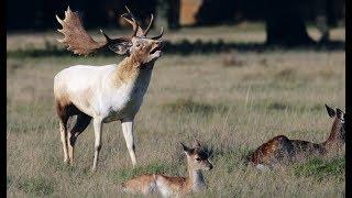 Fallow Deer Rut 2019