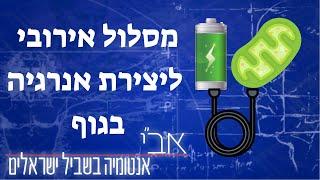 הסבר בסיסי על המסלול האירובי ליצירת אנרגיה בגוף -פיזיולוגיה של נשימה תאית