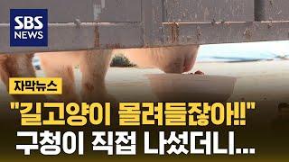 캣맘-주민 계속된 싸움…구청이 직접 나섰더니 (자막뉴스) / SBS