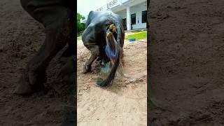 First time buffalo delivery #shortvideo #dairyfarm