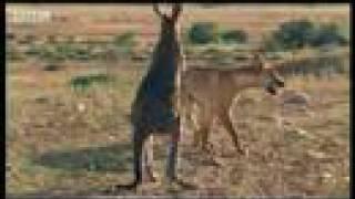 Wallaroo vs dingo - BBC wildlife