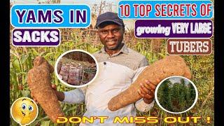 Yam in Sacks: My 10 TOP SECRETS for growing GIGANTIC tubers in SACKS(Tips that NEVER fail )