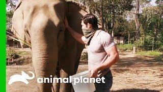 Elephant With Possible Tuberculosis Needs Her Trunk Checked | Evan Goes Wild: Passion and Purpose