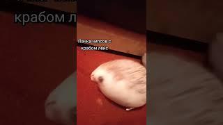 хмм, что выбрать? #блоптоп #блоп #прикол #голубь #мемы  #мем #белка #таракан #memes