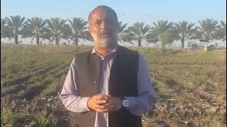 There is a need to remove weeds from the sugarcane field.  ڪمند ۾ گند گاھ ختم ڪرڻ جي ضرورت