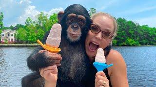 BABY CHIMP LEARNS TO MAKE POPSICLES!