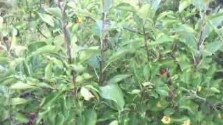 Ripe Gala apple and Multi-graft apple trees